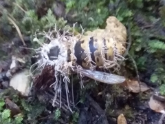 Ophiocordyceps humbertii