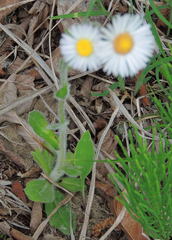 Erigeron pulchellus
