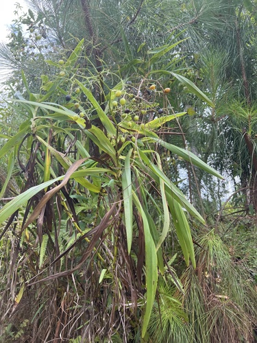 Rhuacophila javanica observed 2023-12-10