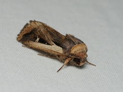 Proteuxoa tortisigna