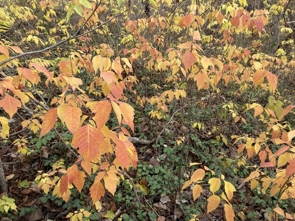 Eastern Poison Ivy From Trinity River Audubon Center Dallas Tx Us On