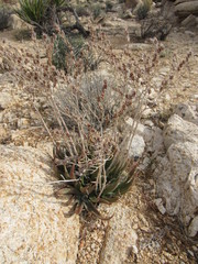 Dudleya saxosa