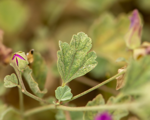 Sphaeralcea obtusiloba, photograph 3