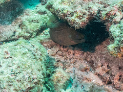 Gymnothorax castaneus