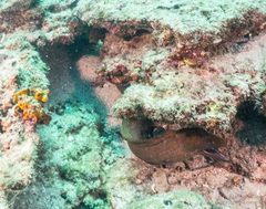 Gymnothorax castaneus