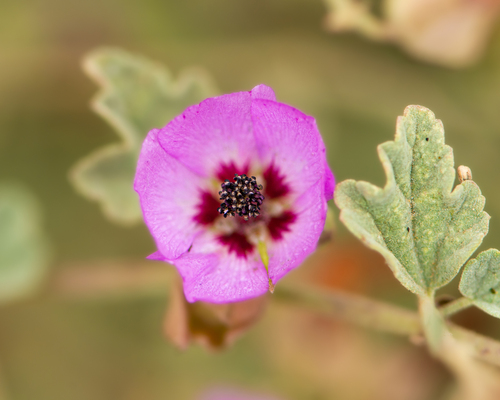 Sphaeralcea obtusiloba, photograph 2