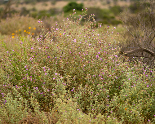Sphaeralcea obtusiloba, photograph 4
