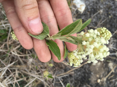 Ceanothus