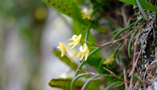 Image of Dendrobium striolatum by (c) Pieter Huybrechts, some rights reserved (CC BY)