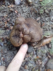 Xerocomus rufostipitatus