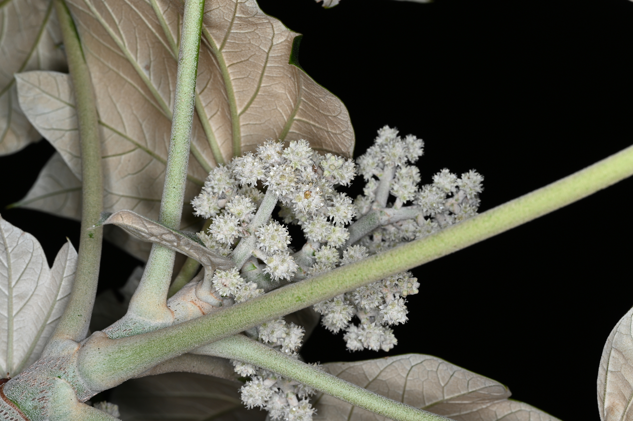 Oreopanax dussii