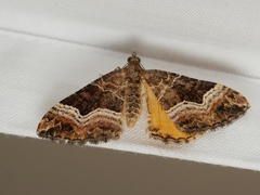 Chrysolarentia lucidulata