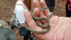 Thamnophis proximus proximus
