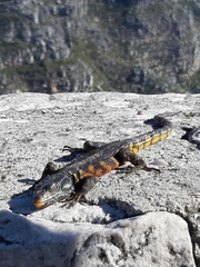 Pseudocordylus microlepidotus microlepidotus