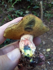 Boletus leptospermi