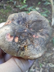 Boletus leptospermi