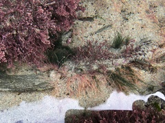Cirriformia tentaculata image