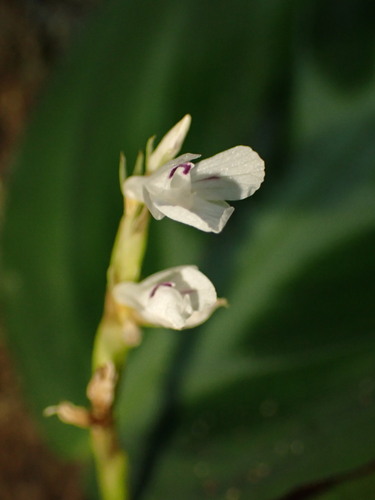 Image of Maranta cristata by (c) agujaceratops, some rights reserved (CC BY)