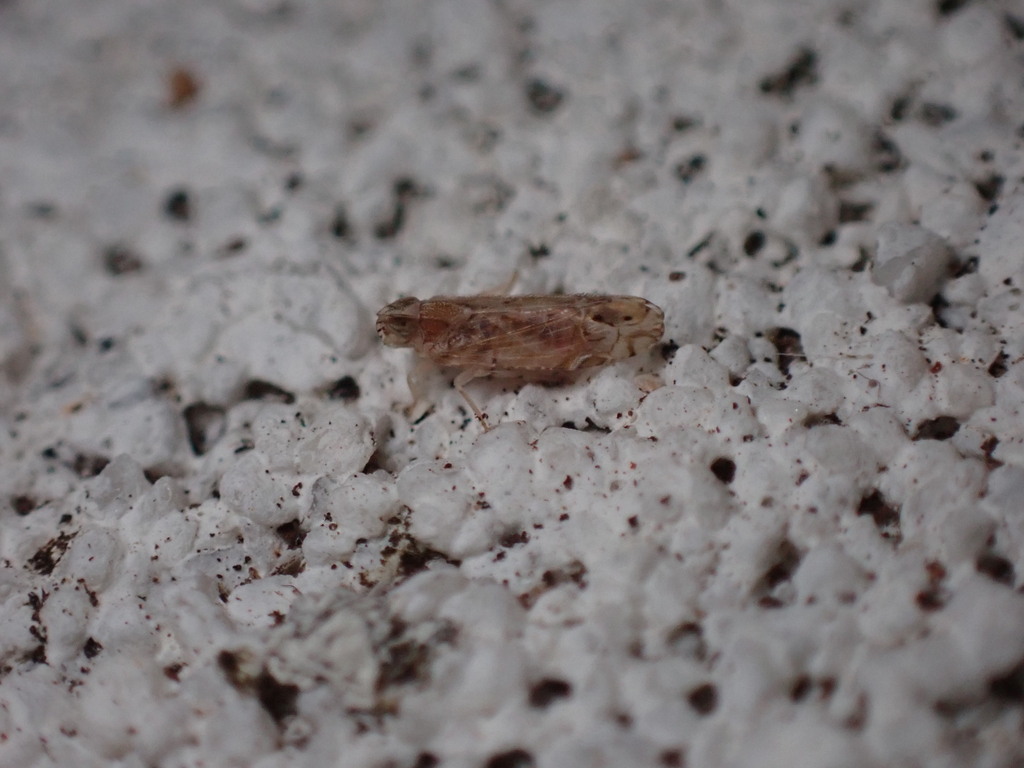Nymphocixia caribbea