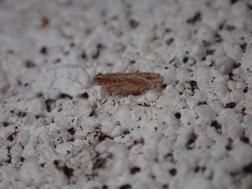 Nymphocixia caribbea