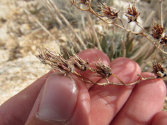 Dudleya saxosa