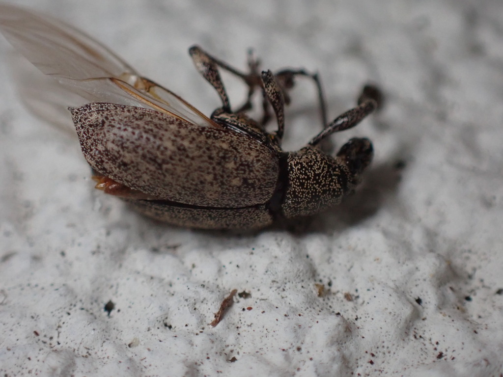 Lachnopus vanessablockae