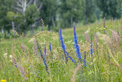 Delphinium retropilosum