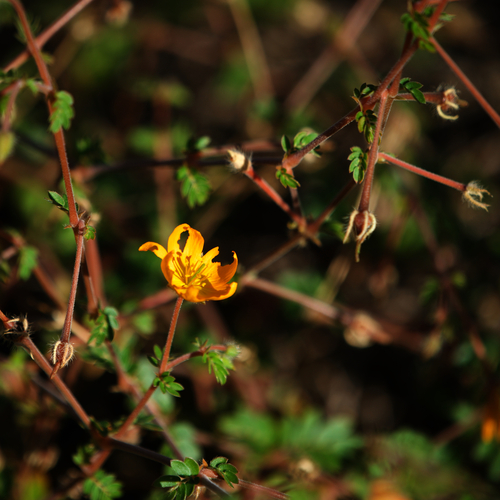 Image of Kallstroemia peninsularis by (c) Bill Levine, some rights reserved (CC BY)