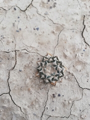 Ariocarpus kotschoubeyanus