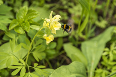 Corydalis bracteata
