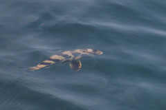 Seriolina nigrofasciata