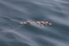 Seriolina nigrofasciata
