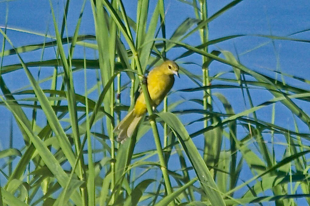 Orchard Oriole illustration