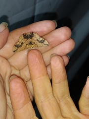 Isochromodes granula