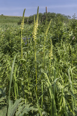 Pedicularis incarnata