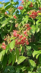 Combretum indicum image