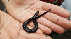 Amphiuma tridactylum