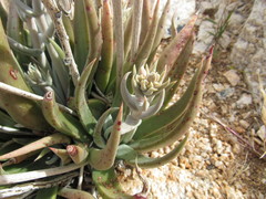 Dudleya saxosa
