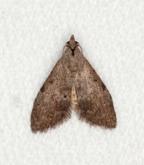 Nola pleurosema