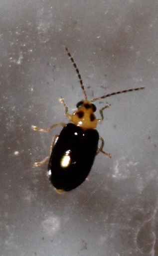 Monolepta picticollis from Smiths Lake NSW 2428, Australia on December ...