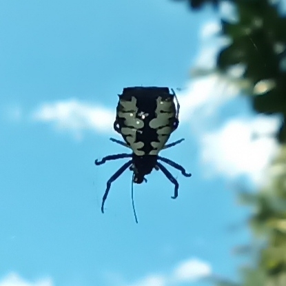 orb weavers