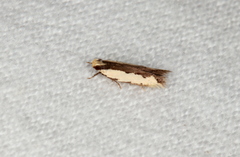 Ardozyga catarrhacta