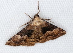 Aporoctena