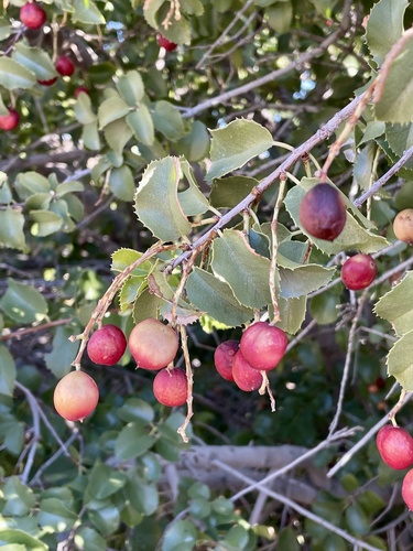 hollyleaf cherry (Prunus ilicifolia)