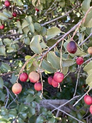 Prunus ilicifolia