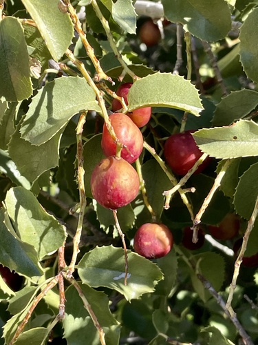 Prunus ilicifolia