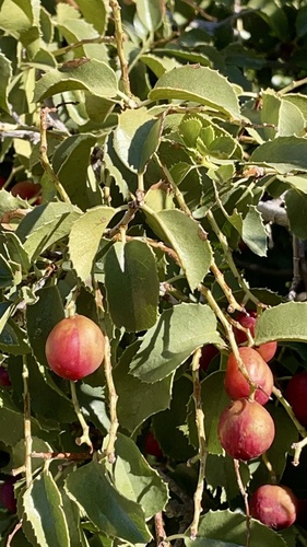 Prunus ilicifolia