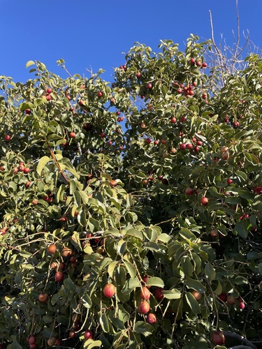 Prunus ilicifolia