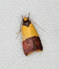 Heteroteucha dichroella