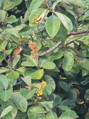 Image of Byrsonima crassifolia by (c) Maria Janeiro, some rights reserved (CC BY)